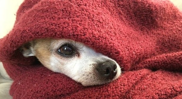 Capodanno 2020, botti vietati nelle Marche: cane impaurito